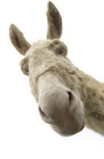 donkey