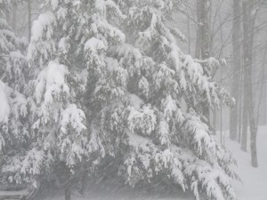 Snow Storm, Dec. 2008